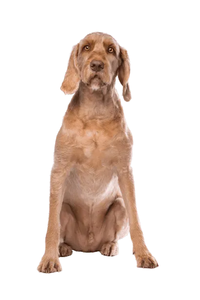 Drahthaariger Ungarischer Vorstehhund