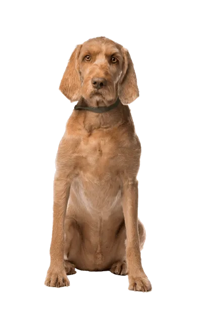 Drahthaariger Ungarischer Vorstehhund