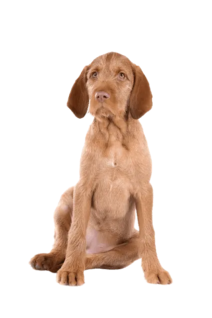 Drahthaariger Ungarischer Vorstehhund