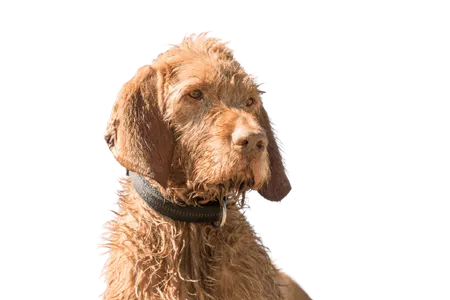 Bild für Drahthaariger Ungarischer Vorstehhund