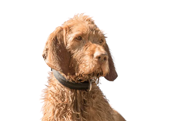 Drahthaariger Ungarischer Vorstehhund Bild