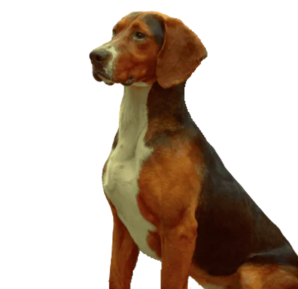 Dreifarbiger Serbischer Laufhund Bild