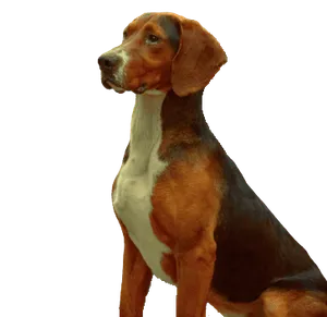 Dreifarbiger Serbischer Laufhund