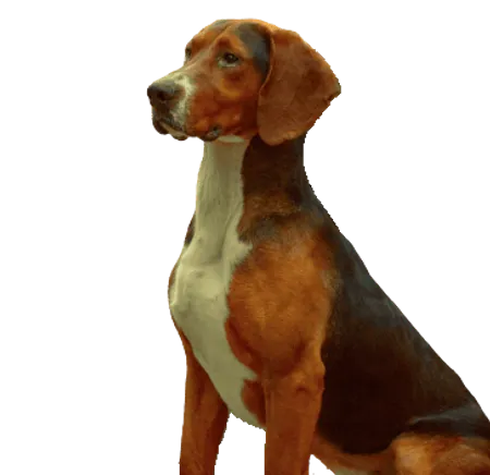 Bild für Dreifarbiger Serbischer Laufhund