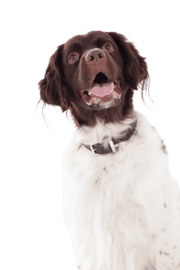 Drentse Patrijshond Bild