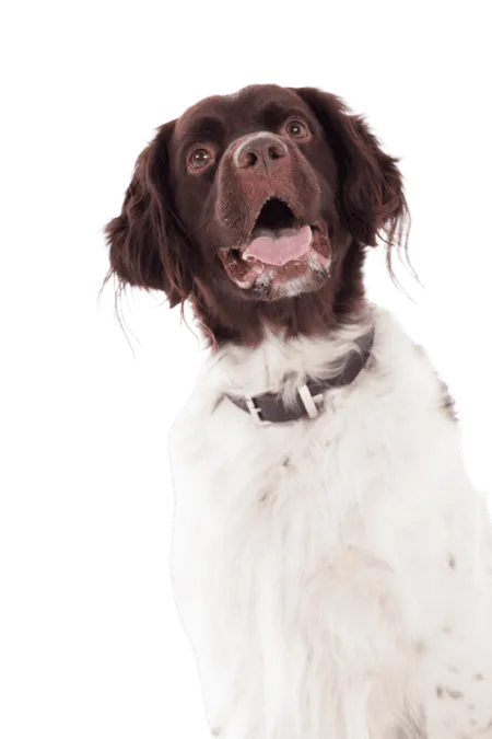 Bild für Drentse Patrijshond