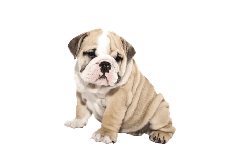 Englische Bulldogge Bild 1