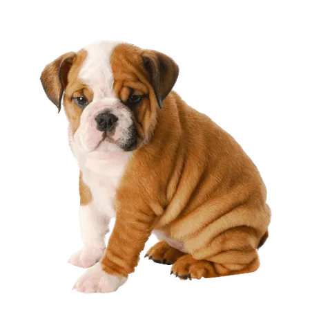 Englische Bulldogge Puppy