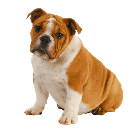 Englische Bulldogge Adult
