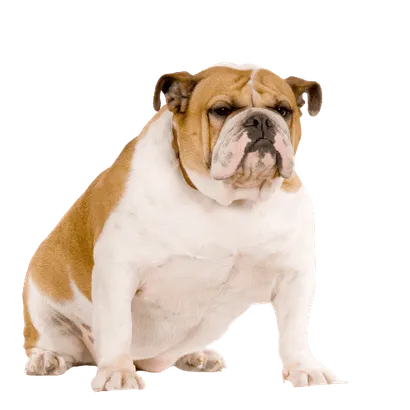 Englische Bulldogge Senior