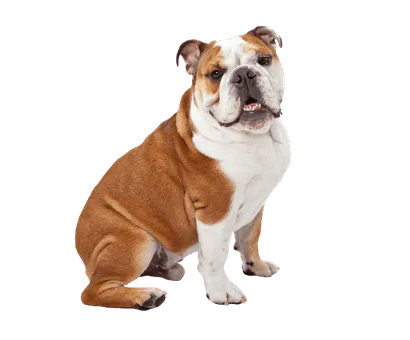 Englische Bulldogge (5)