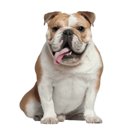 Englische Bulldogge (4)