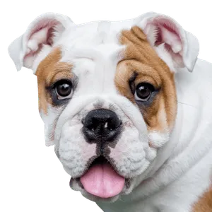 Englische Bulldogge