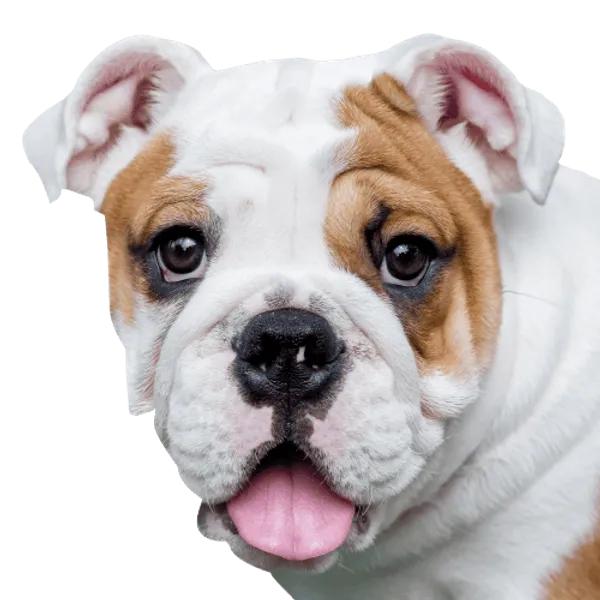 Englische Bulldogge Bild