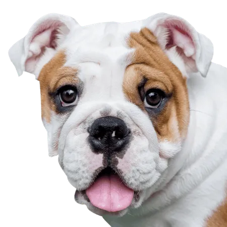 Bild für Englische Bulldogge