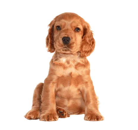 English Cocker Spaniel