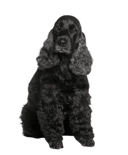 English Cocker Spaniel