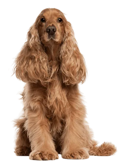 English Cocker Spaniel