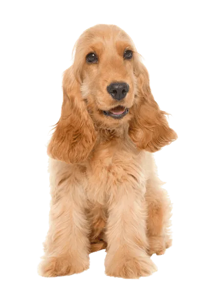 English Cocker Spaniel