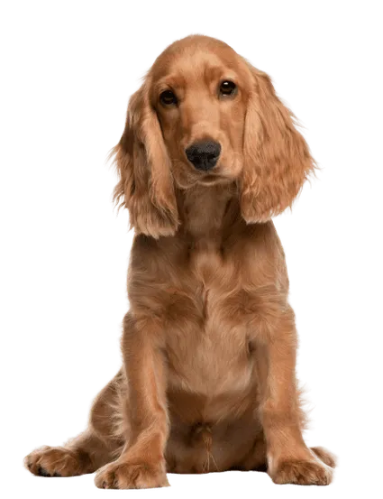 English Cocker Spaniel