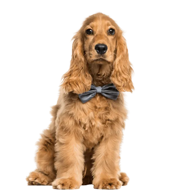 English Cocker Spaniel Bild