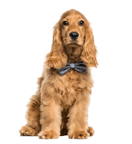 Bild für English Cocker Spaniel