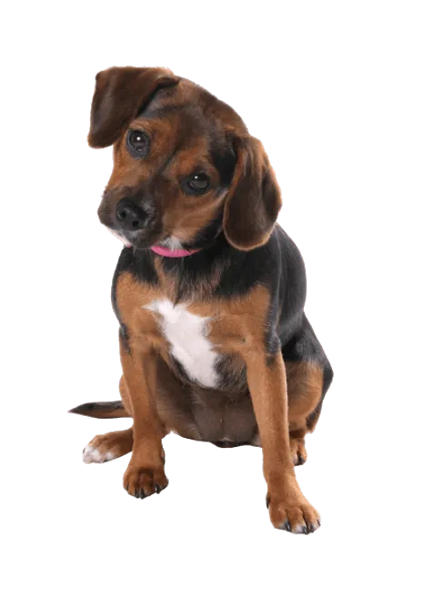 English Foxhound