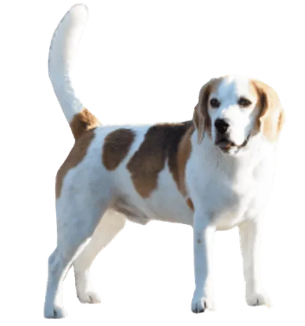 English Foxhound