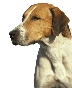 English Foxhound