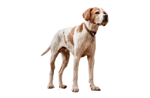 English Pointer