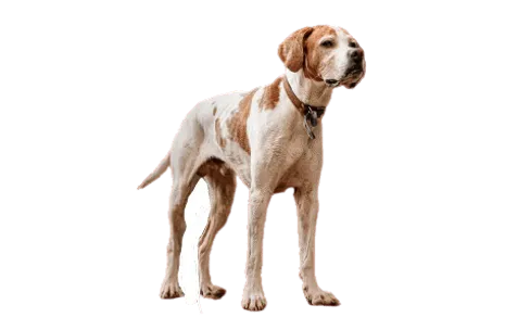 English Pointer