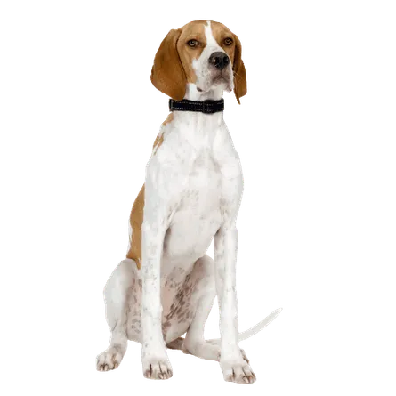 English Pointer