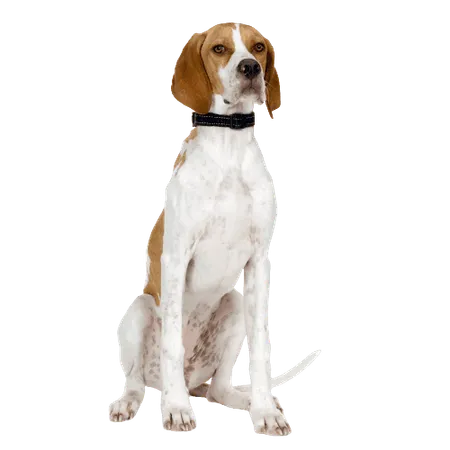 English Pointer