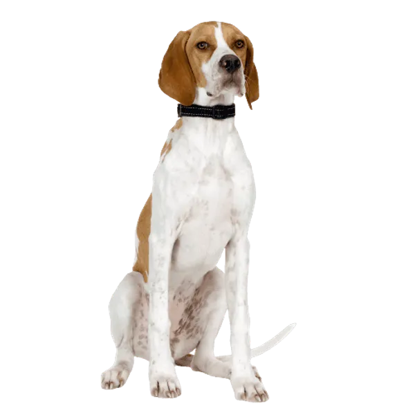 English Pointer