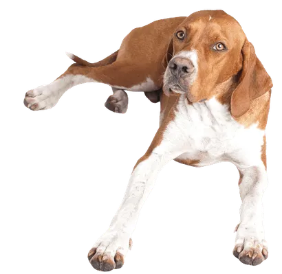 English Pointer