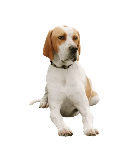 English Pointer
