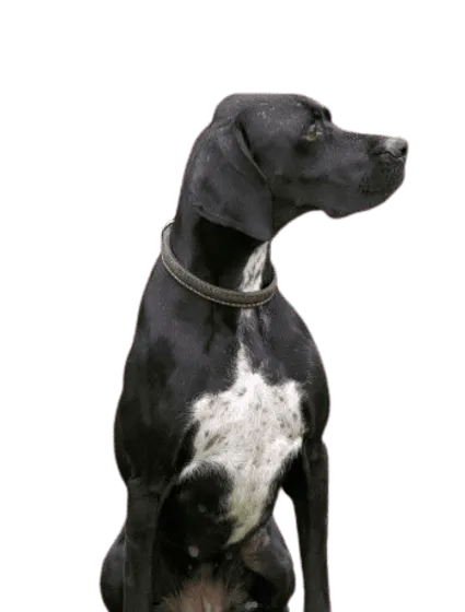 English Pointer