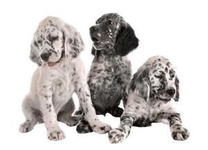 English Setter - Wurfmeldungen