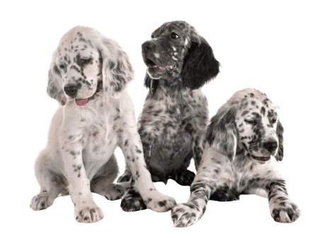 English Setter Bild 1