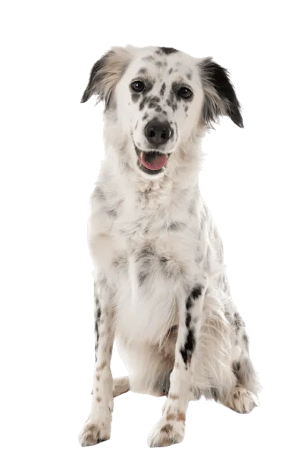 English Setter Bild 3
