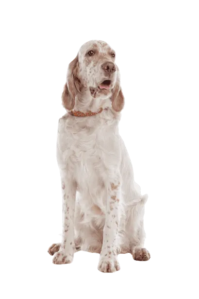 English Setter Bild 5