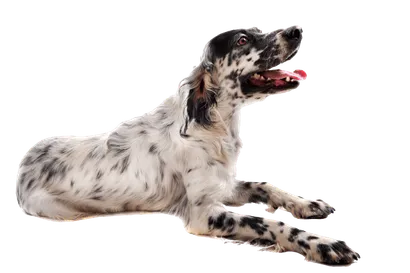 English Setter - Gesundheit