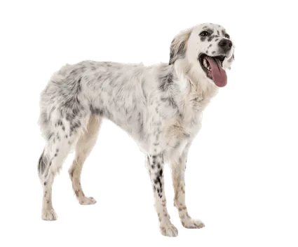 English Setter - Herkunft und Geschichte
