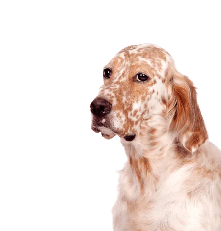 Bild für English Setter