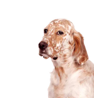 English Setter