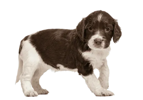 English Springer Spaniel