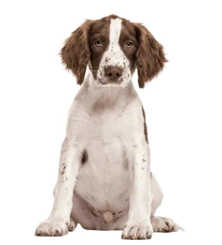 English Springer Spaniel