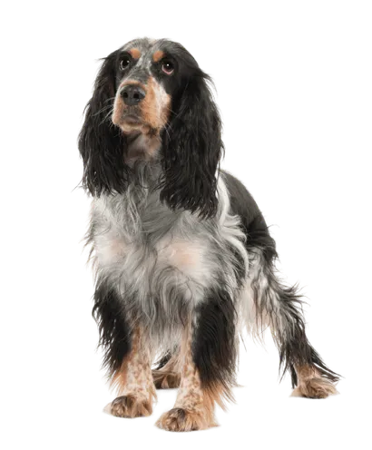 English Springer Spaniel