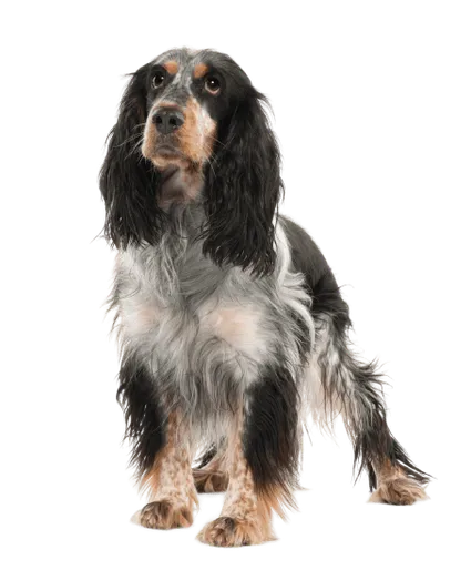 English Springer Spaniel