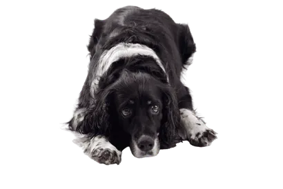 English Springer Spaniel